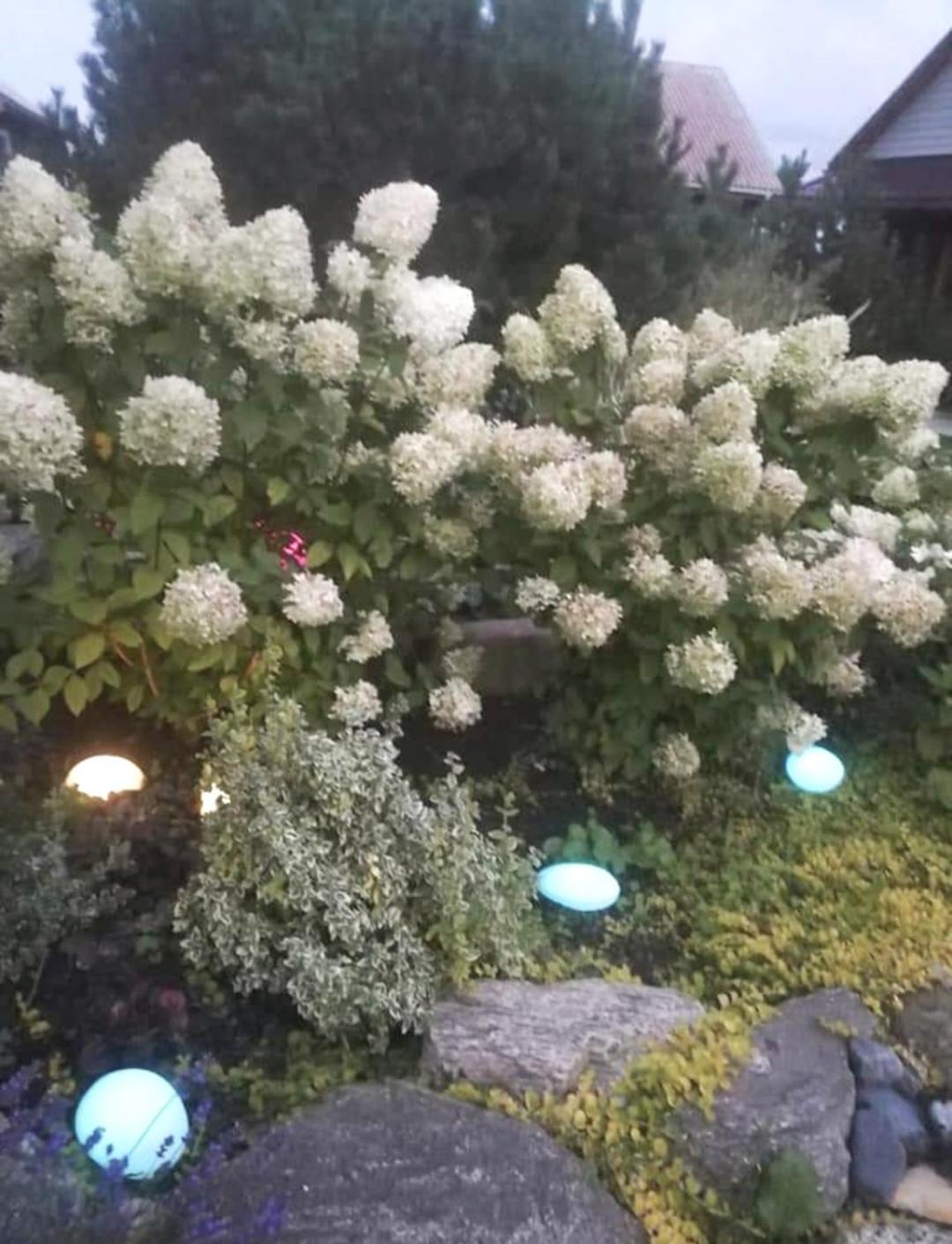 Dobilas Ir Jura パランガ エクステリア 写真